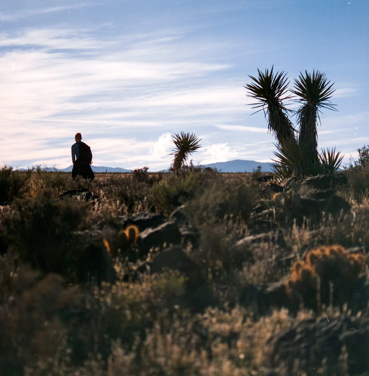 adam-ottke-joshua-tree-37.jpg