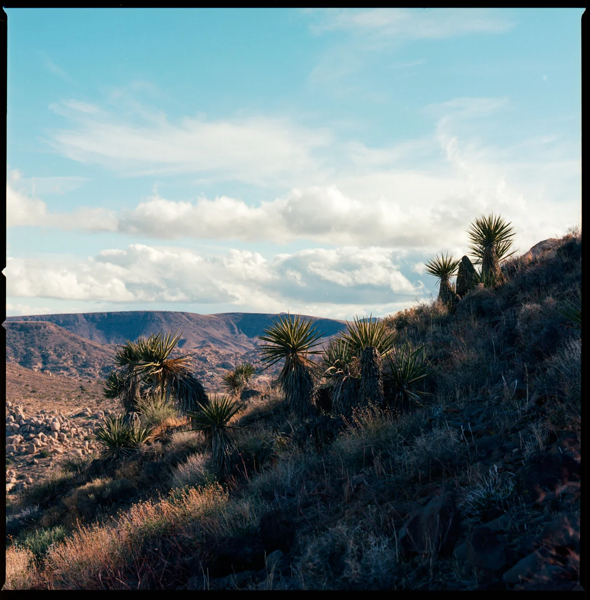 adam-ottke-joshua-tree-40.jpg