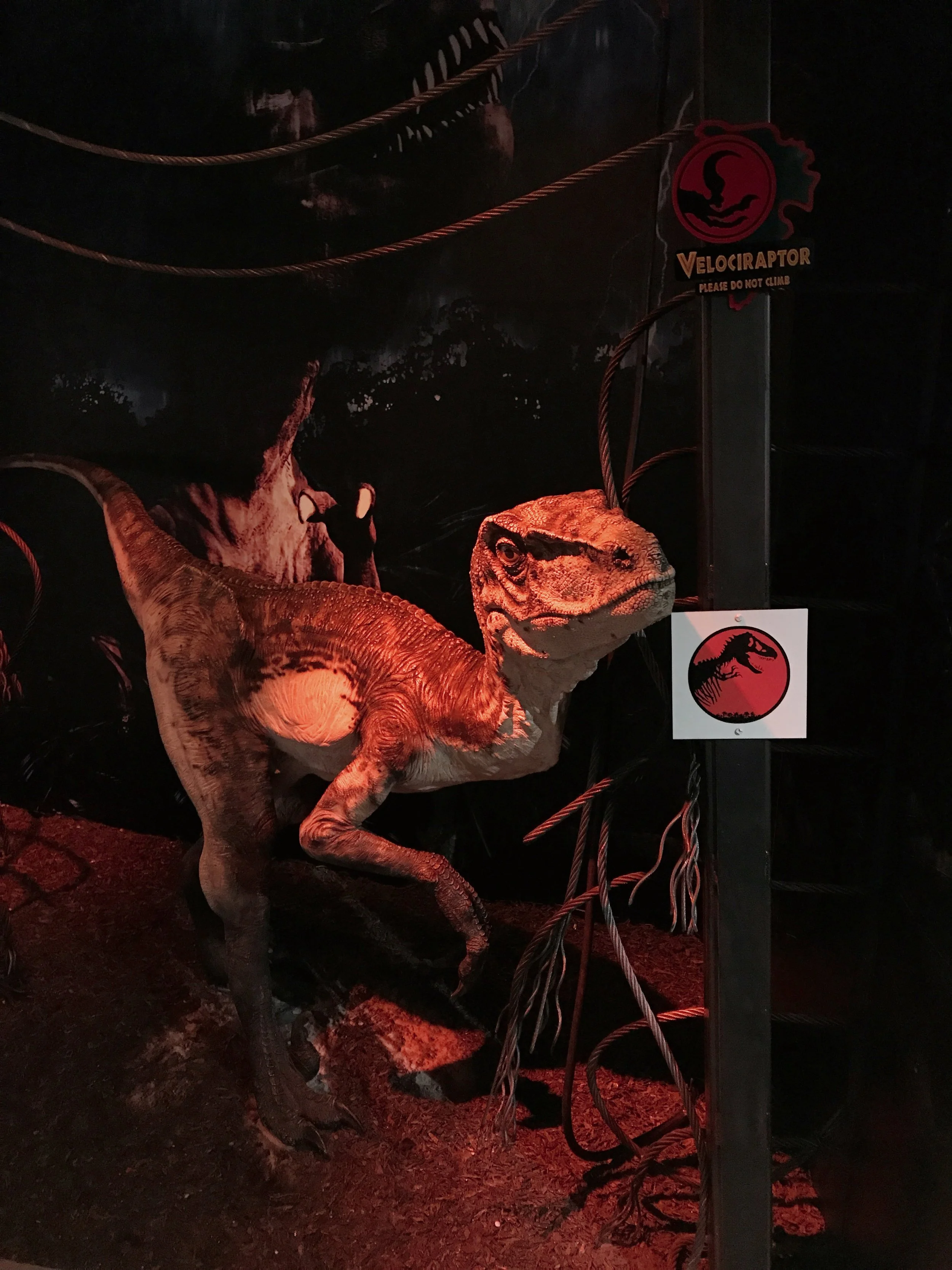 Velociraptor we lovingly named Cornelius