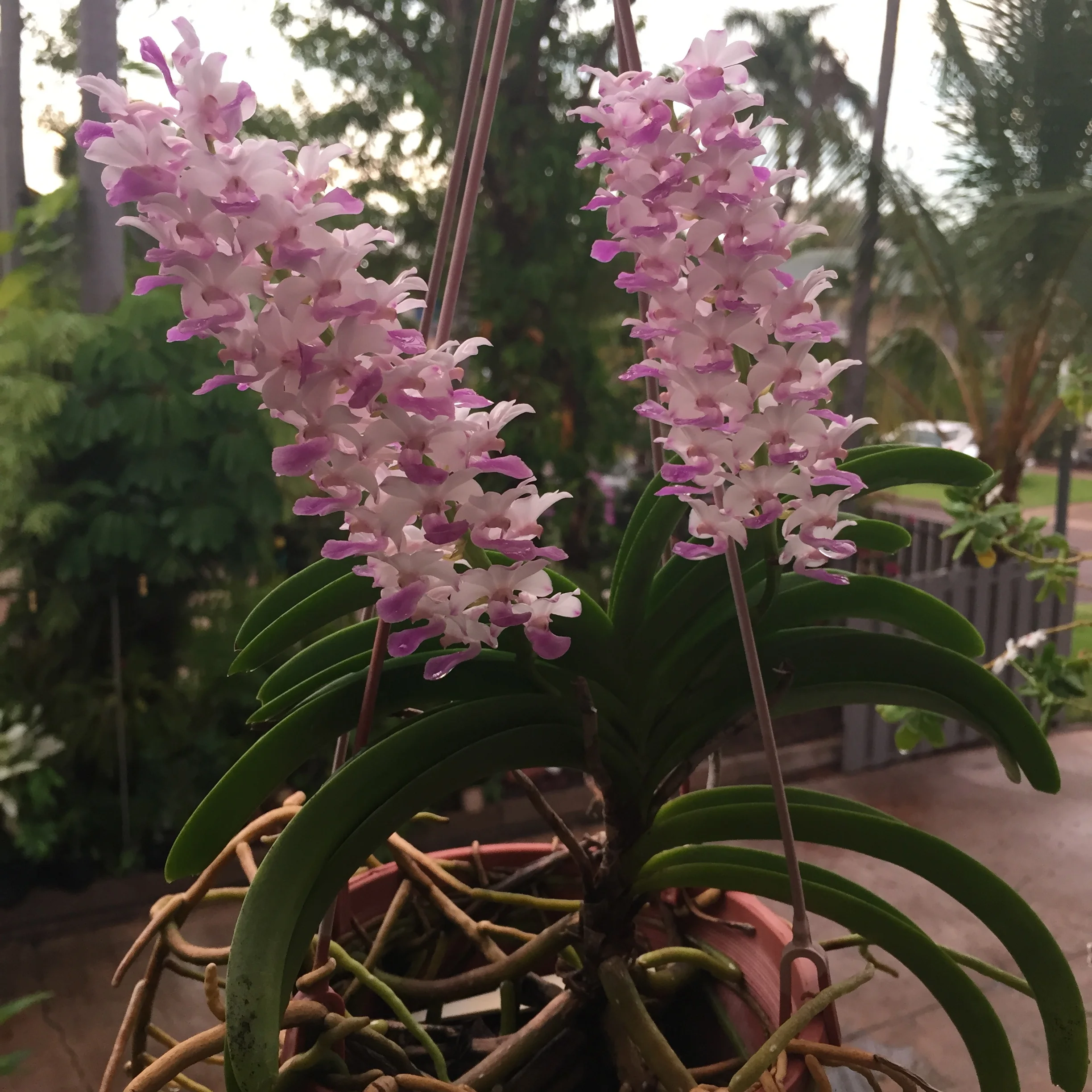 Pink Hyacinth Orchid