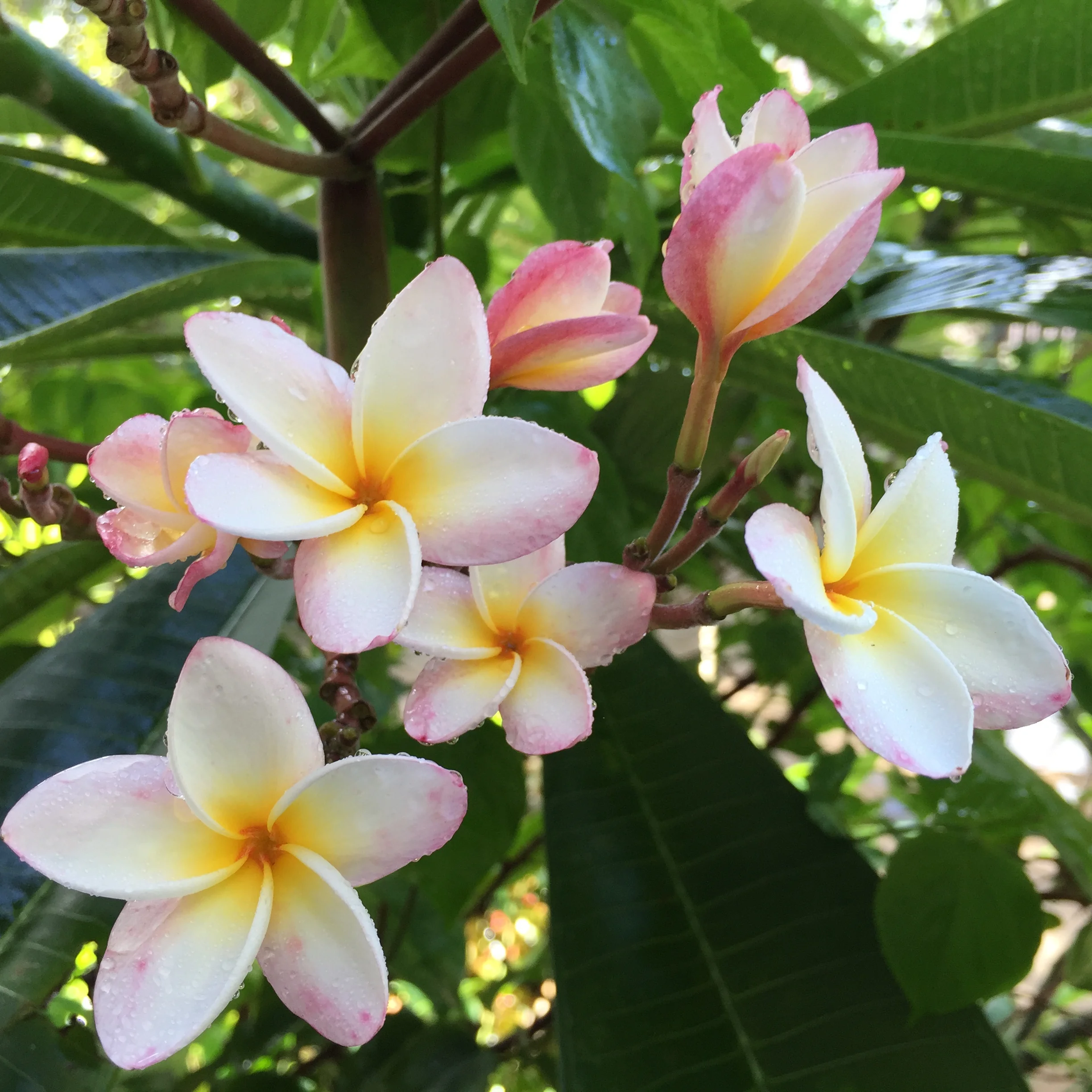 Frangipani 