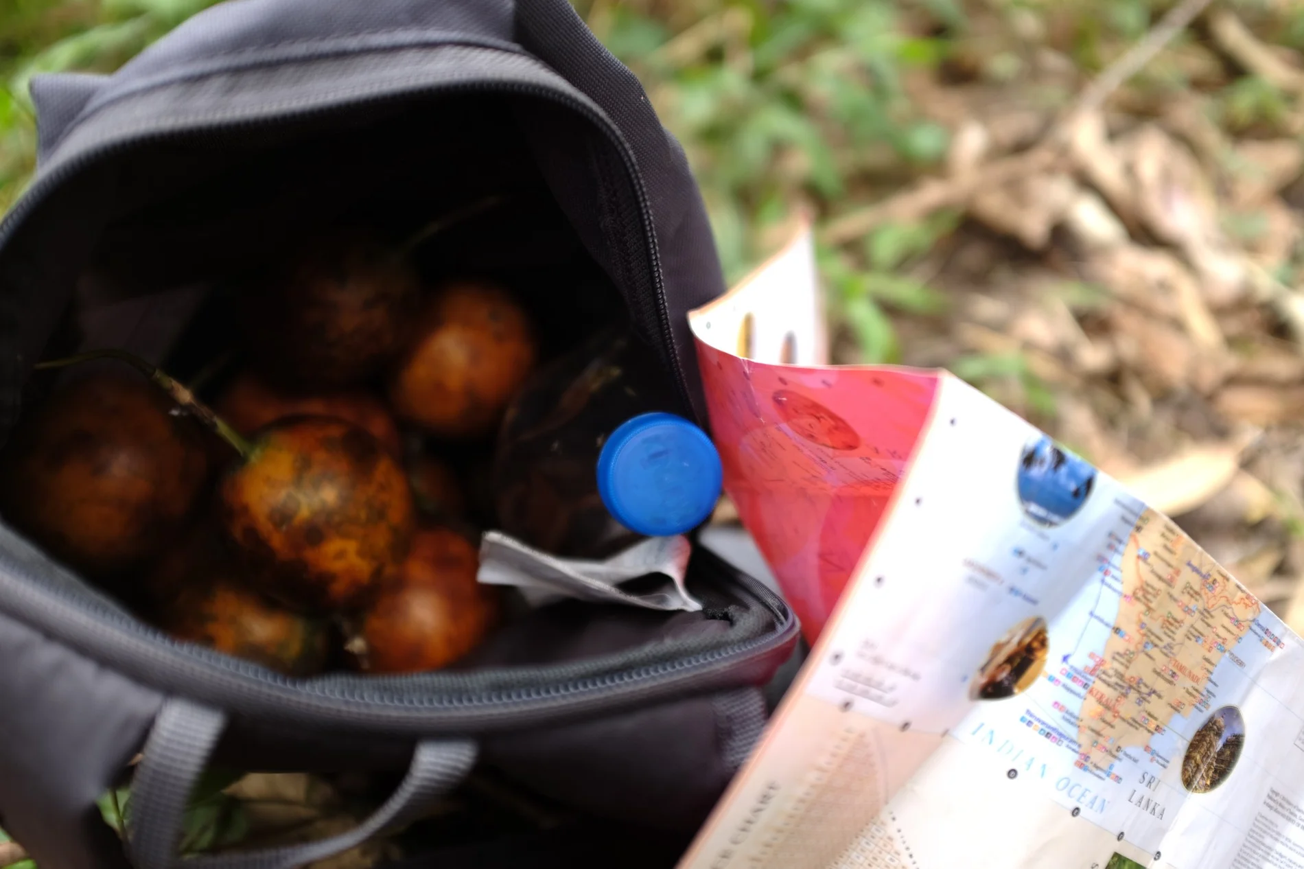 Fructul pasiunii, earthing și pădurile din Tamil Nadu sau cum sa fii sănătos în călătorii