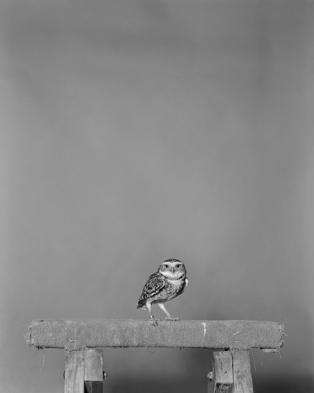 Burrowing Owl