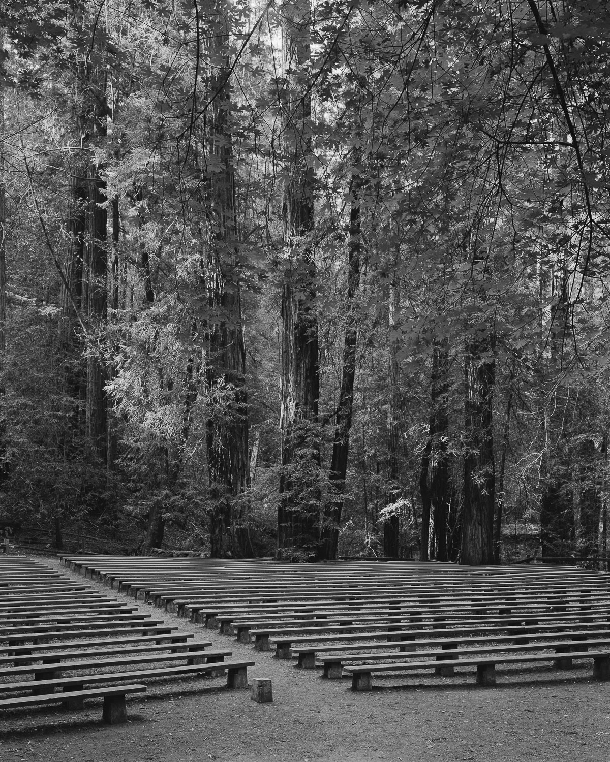 Redwood Amphitheatre