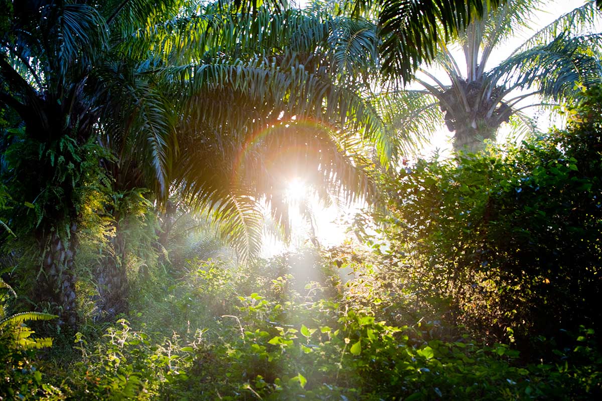 Palenque jungle in 2012
