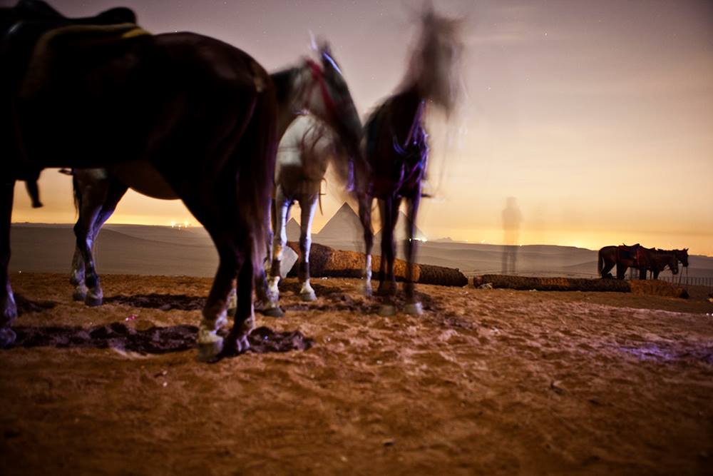 2am at Giza in the desert with horses