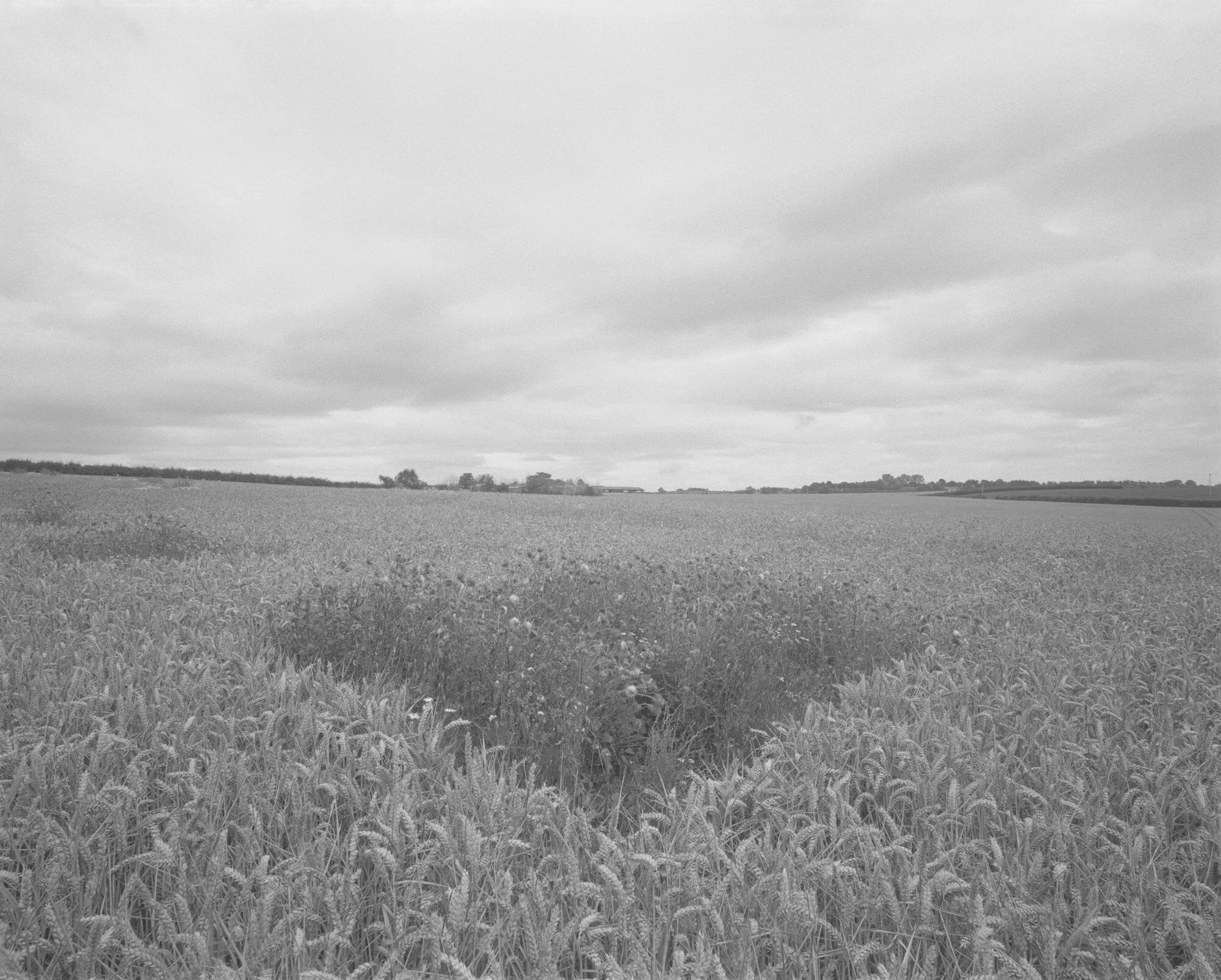 THE GROWING THINGS — SAM LAUGHLIN