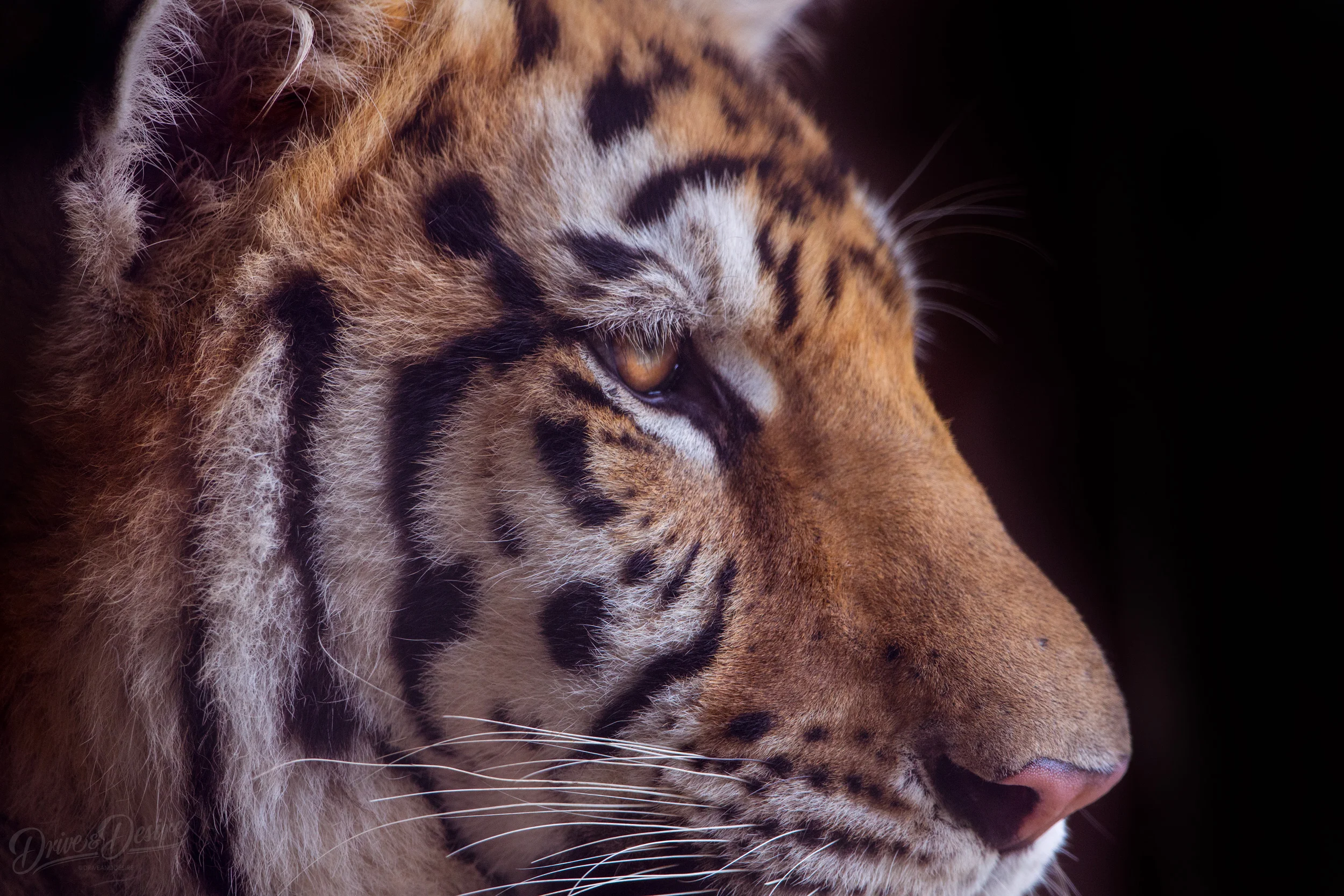 Tiger-World-IMG_5728-website-Edit.jpg