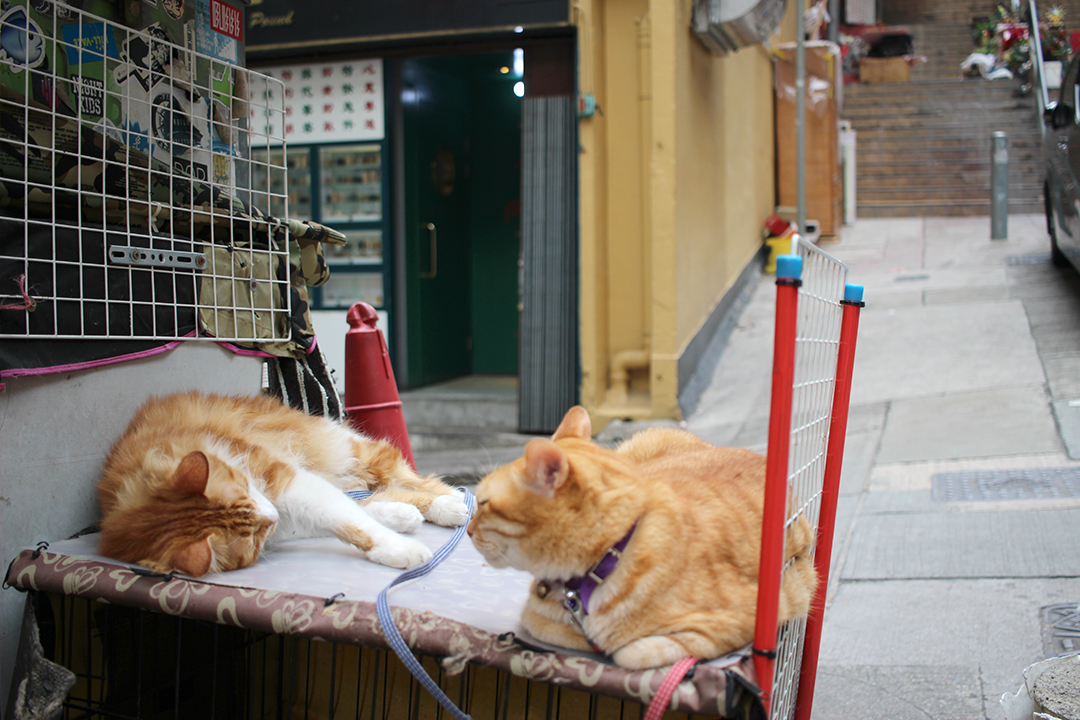 les chats du restaurant de quartier For Kee