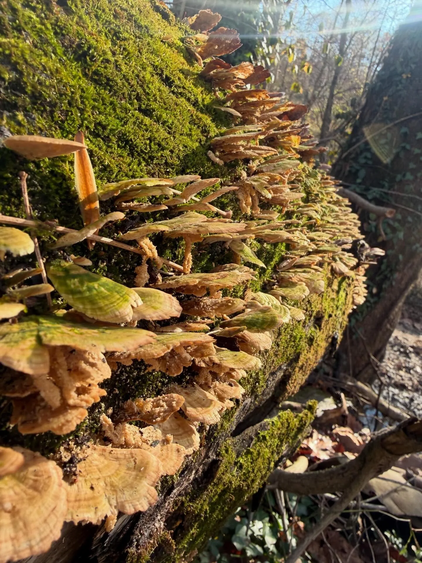 Only a few tables left for reservation for tomorrow&rsquo;s Beers and Banjos at the Camel!  Get yours now! Link in bio&hellip;

Featuring special guests Stavros Calos and Rachel Dunaway! It&rsquo;ll be an old time fiddly frenzy!

#thehotseats #beersa