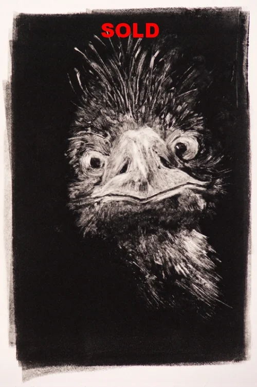 Curious Emu