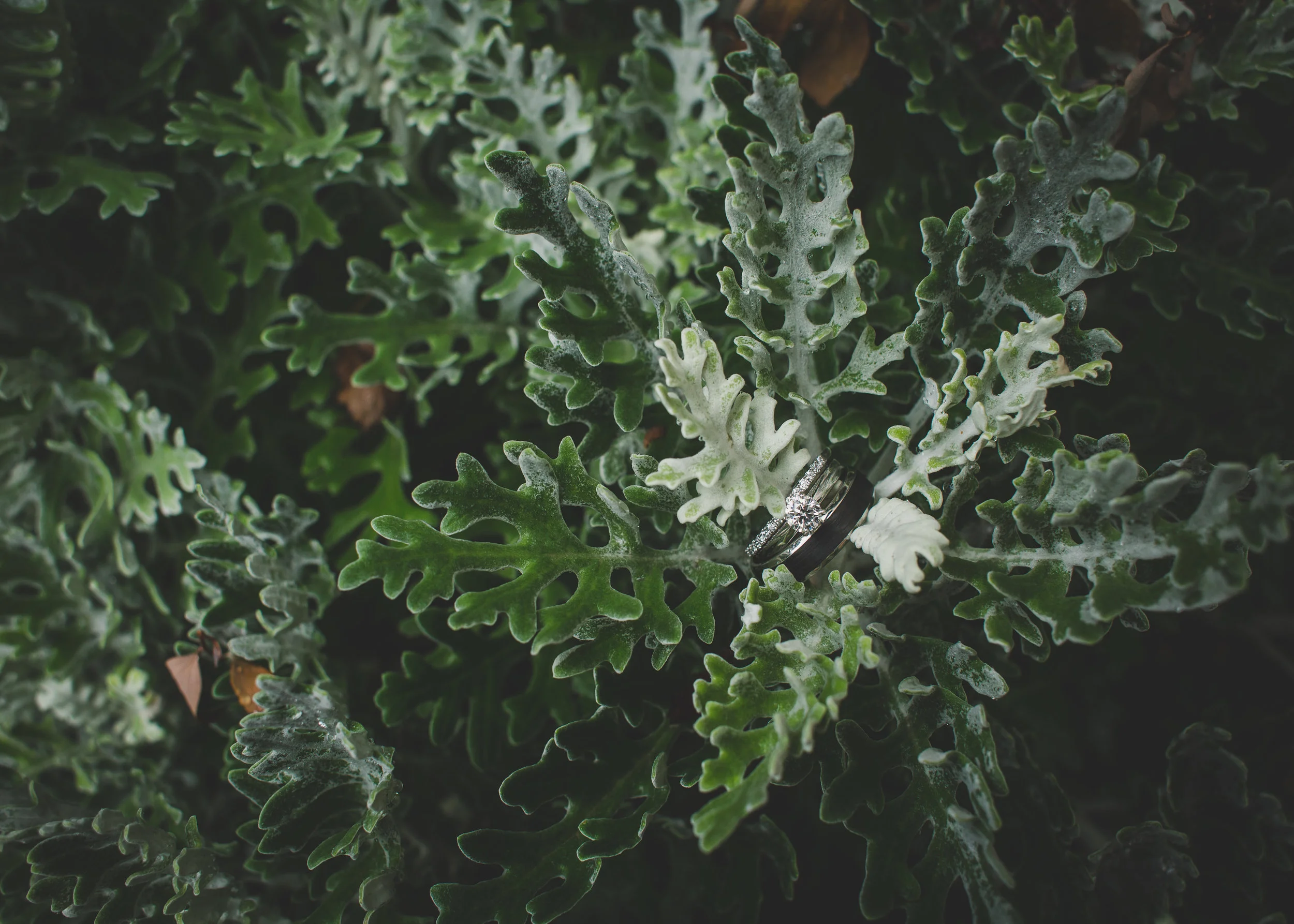 5I8A6643.jpg