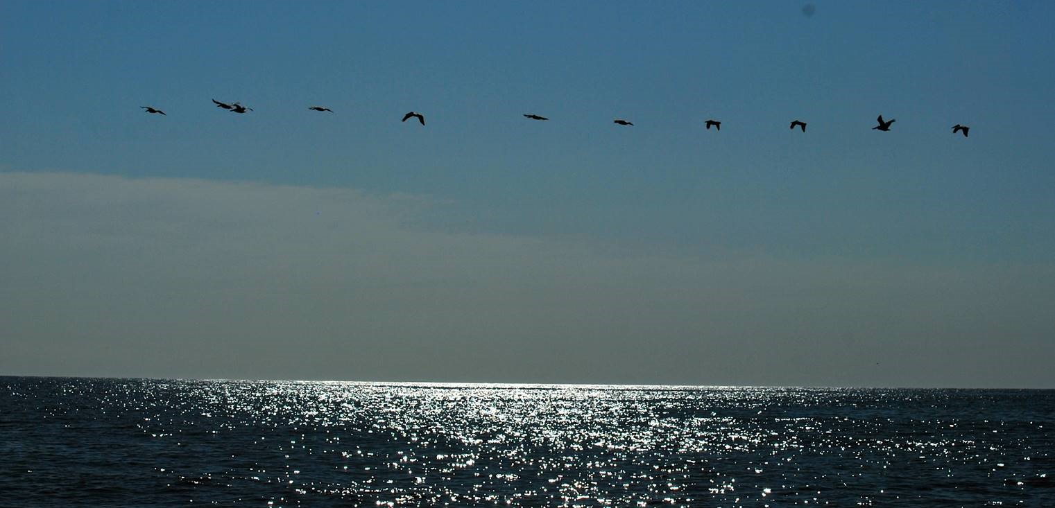flying birds at beach.jpg