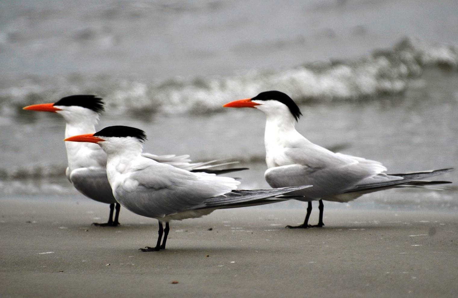 sea gulls with hats.jpg