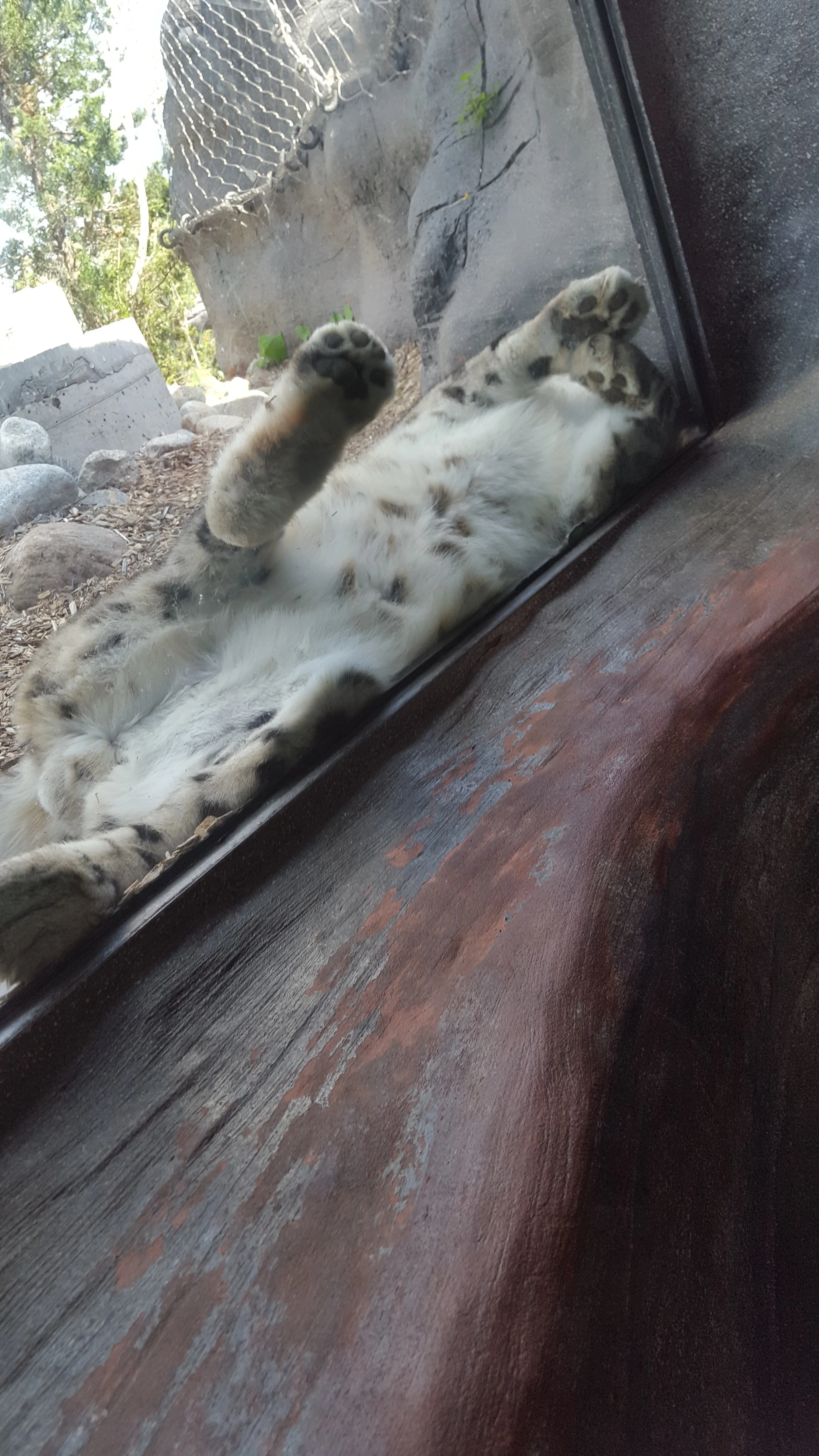 A Snow Leopard at the Toronto Zoo