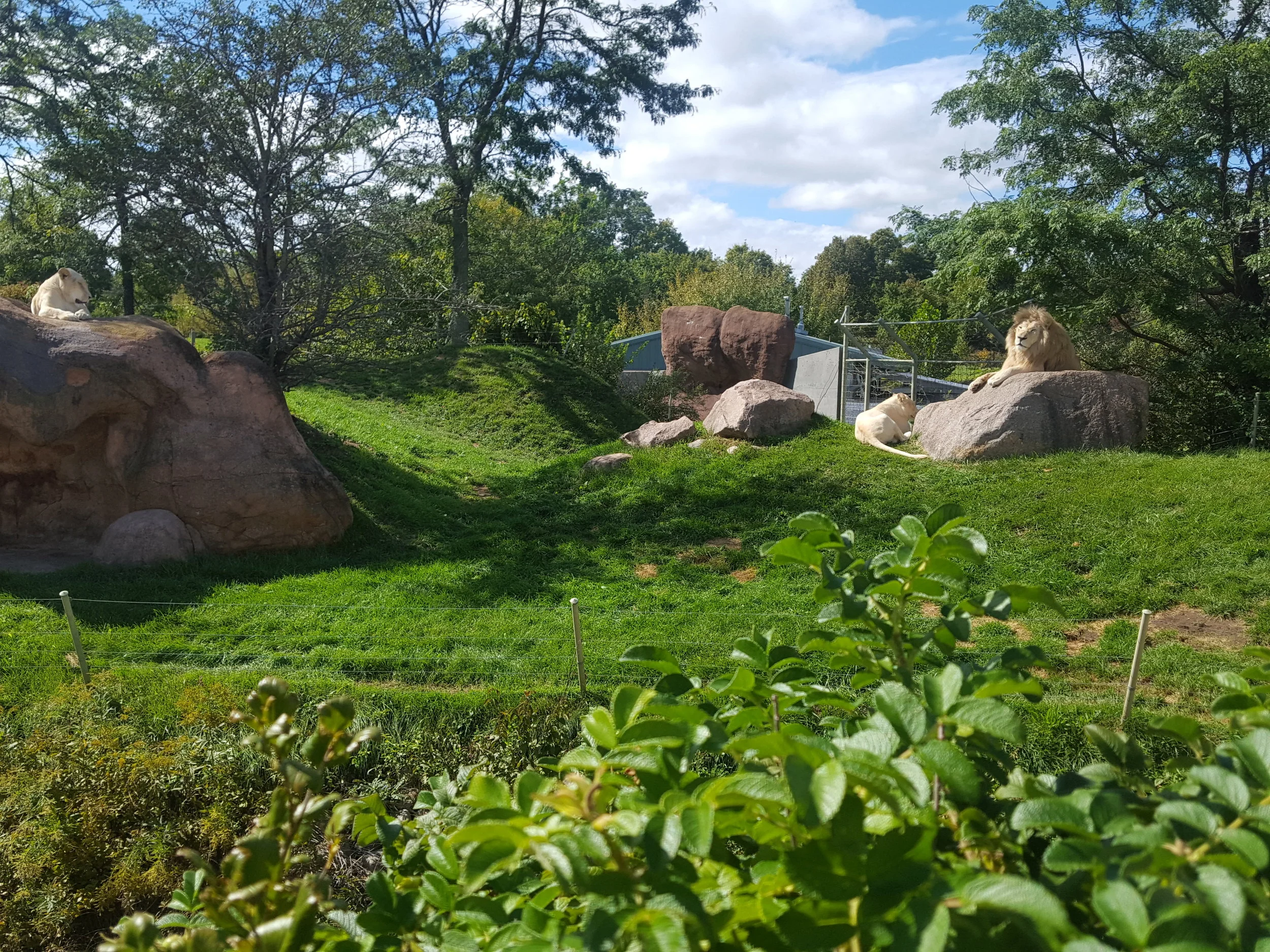Lions at the Toronto Zoo