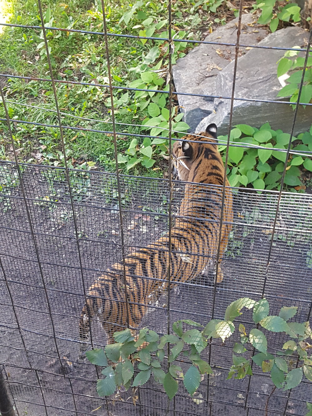  Toronto Zoo 