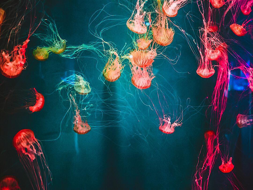 Ripley's Aquarium of Canada