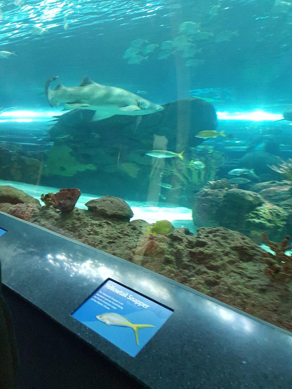  Ripley's Aquarium of Canada 