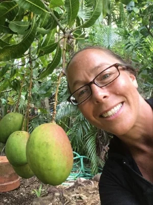 Mangos hang from the trees everywhere!
