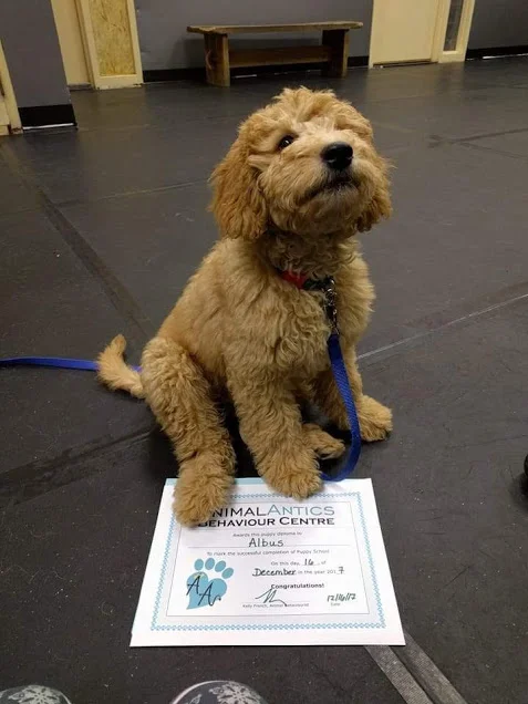 Albus.jpg