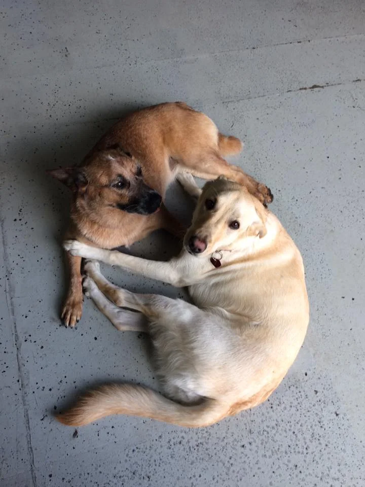 Tilly and Piper.jpg
