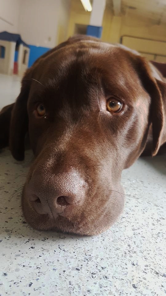Moose.jpg