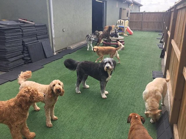 What a nice day! The dogs are loving it!
#doggydaycare #windsorontario #windsordogs #dogsofinstagram #dogdaycare #windsor