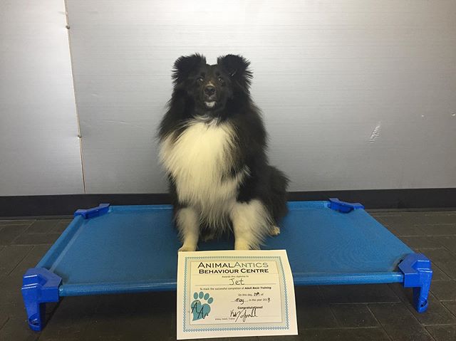 Congrats, Jet! You passed our Adult Obedience Class with flying colours. Can&rsquo;t wait to see you in level 2!