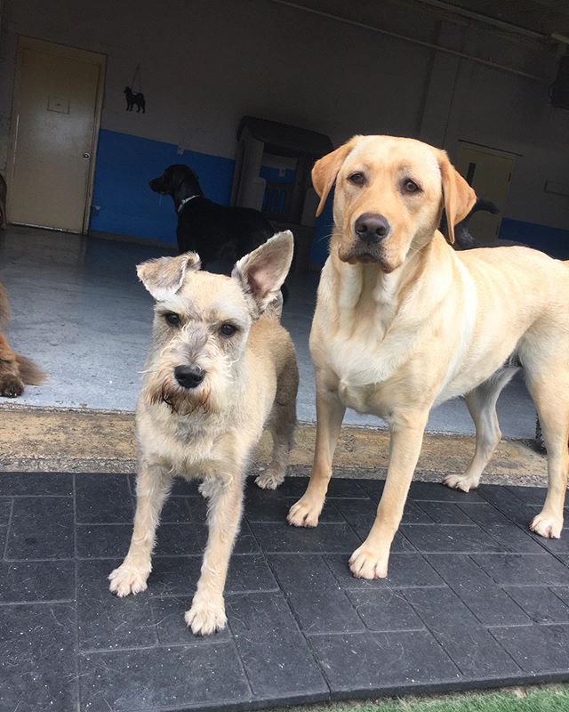 Walter & Kaylee 😎
#dogsofwindsorontario #doggydaycare #dogdaycare #windsor #dogsofinstagram