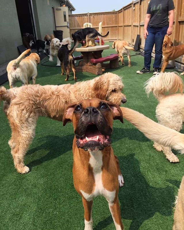 Daisy and all her friends!
#boxer #doggiedaycare #doggydaycare #windsorontario #dogsofwindsorontario
