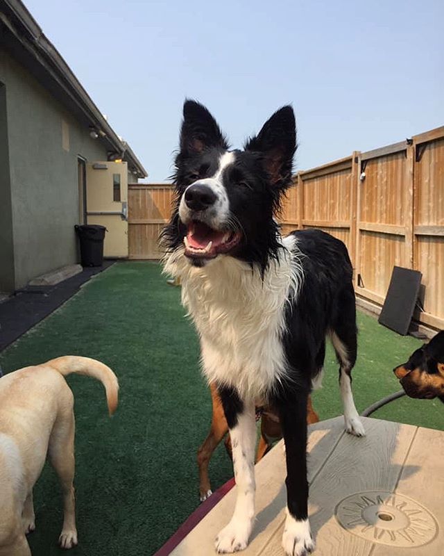 Willow couldn&rsquo;t be happier about the weather! 
#bordercollie #doggiedaycare #doggydaycare #dogsofwindsorontario #windsorontario