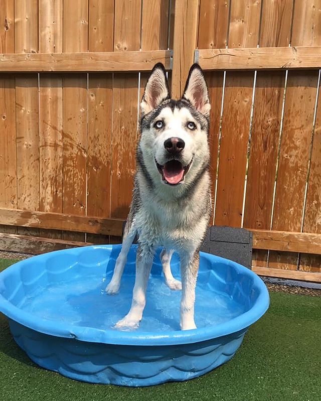 Loki loving the pool! 
#doggiedaycare #husky #loki #windsorontario #dogsofwindsorontario