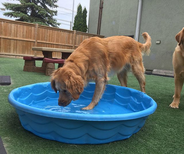 Bella loves the water! 💦
#doggydaycare #dogsofwindsorontario #goldenretriever