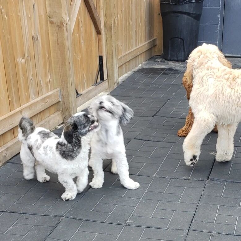 Seeing double?👯&zwj;♂️

#animalanticsbehaviourcentre #doggydaycare #dogtraining #dogsatplay #dogbehaviour #dogsocialization #windsorontario #windsorbusiness #yqg #yqgbusiness  #shihtzu #mixedbreed #doodle #rescuedog #yorkie #bullybreed #daschund #go