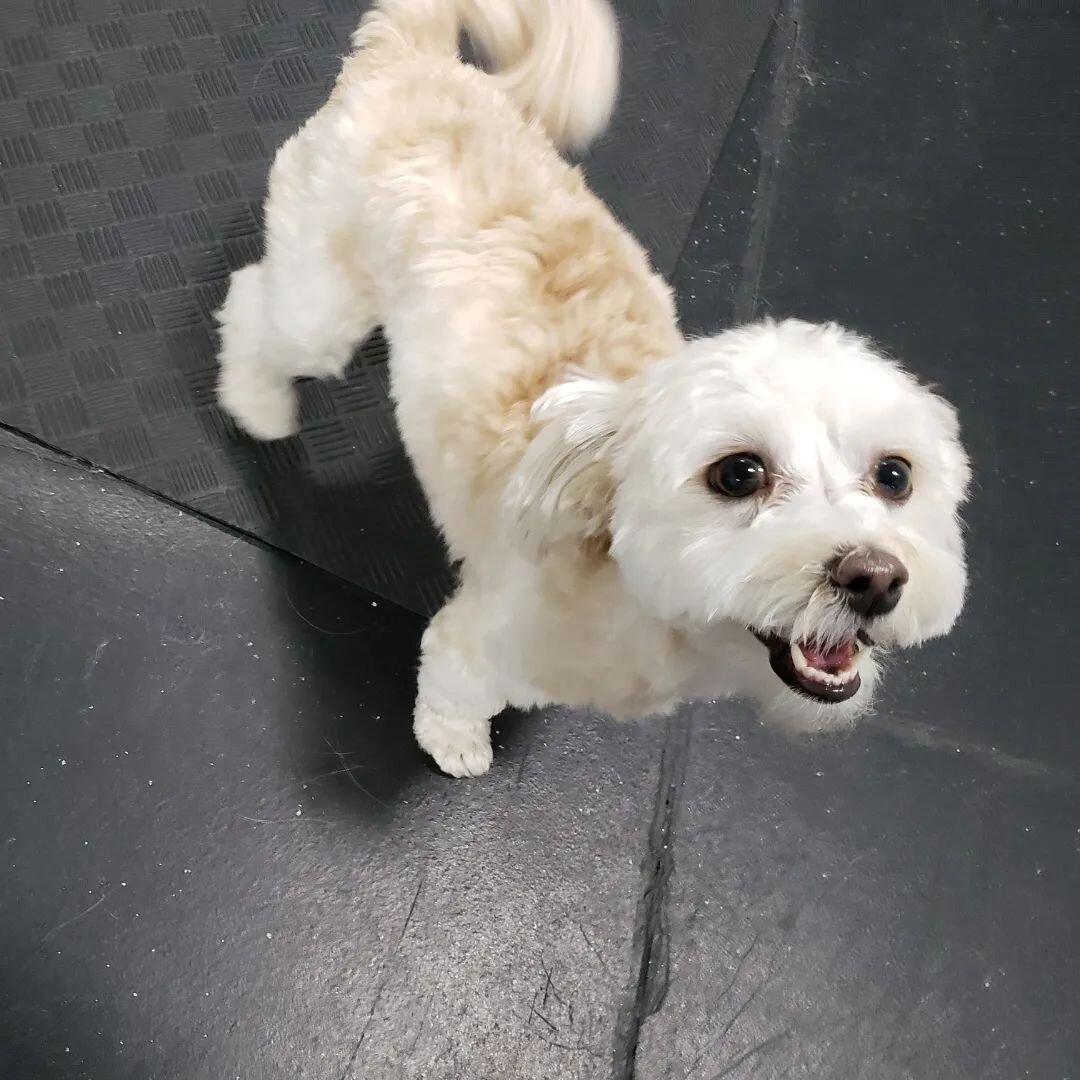 A few of our itty bitty-est friends today!💕 

#doggydaycare #dogtraining #dogbehaviour #dogsocialization #windsorontario #windsorbusiness #yqg #yqgbusiness #dogsatplay #smalldog