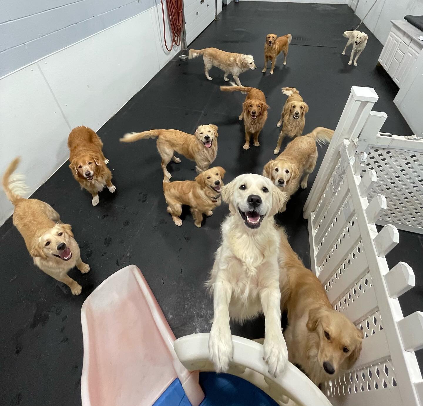 Just a group of goldens!⭐️😄