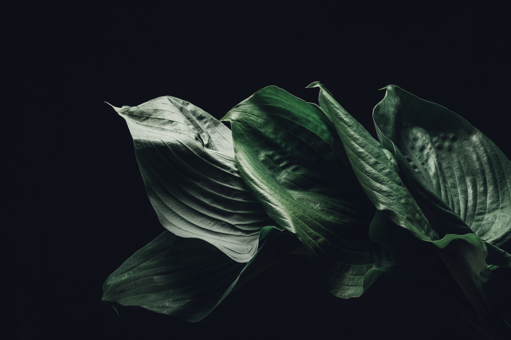 LEAFY_TEST_0145-Edit.jpg