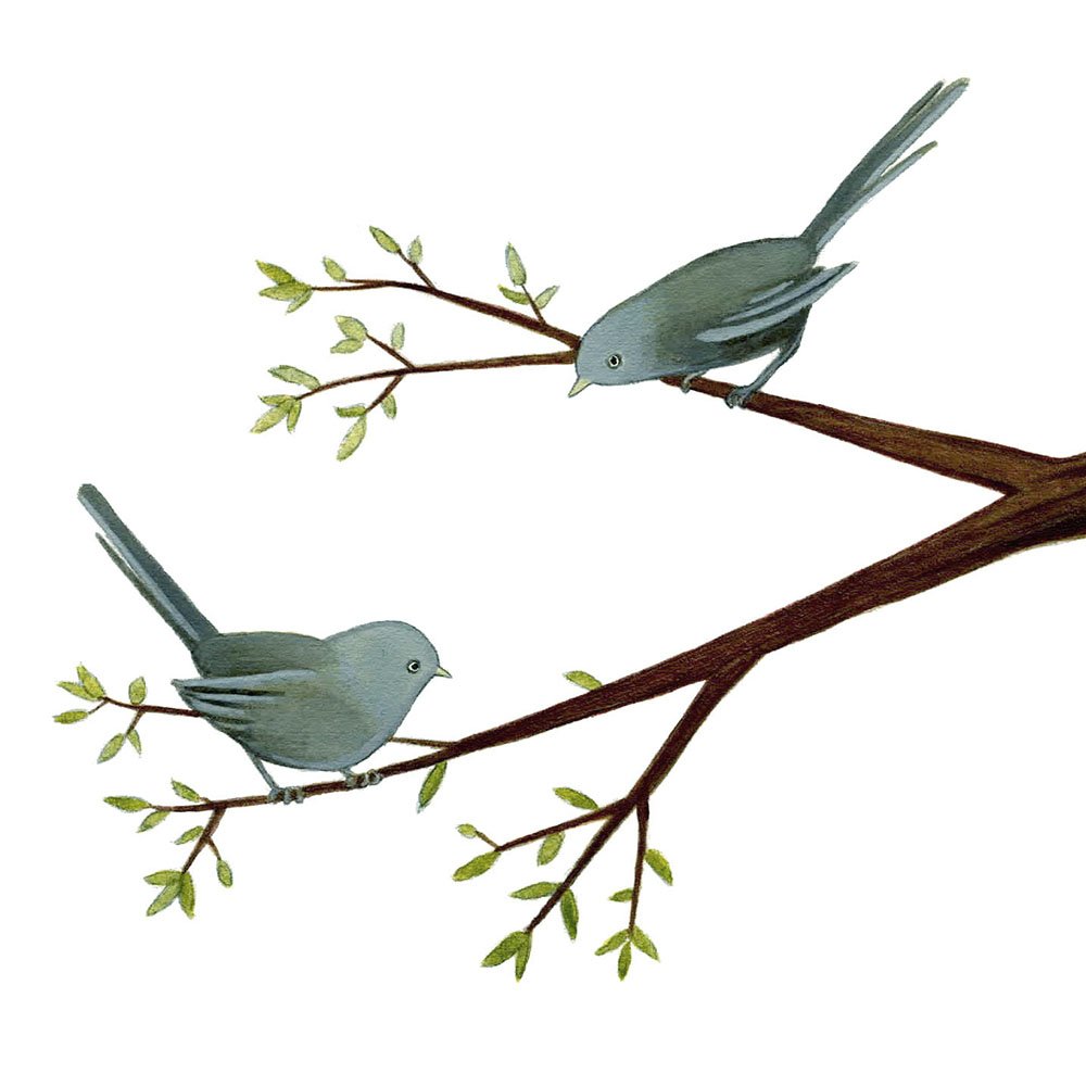 Wrentits on a branch giclée print