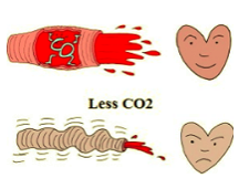 (image normalbreathing.com : with enough CO2 the blood vessels open; letting fresh blood flow in to the vital organs like heart, brain, kidneys, liver etc. In case of less CO2 constricting of the blood vessels restricts the blood flow)
