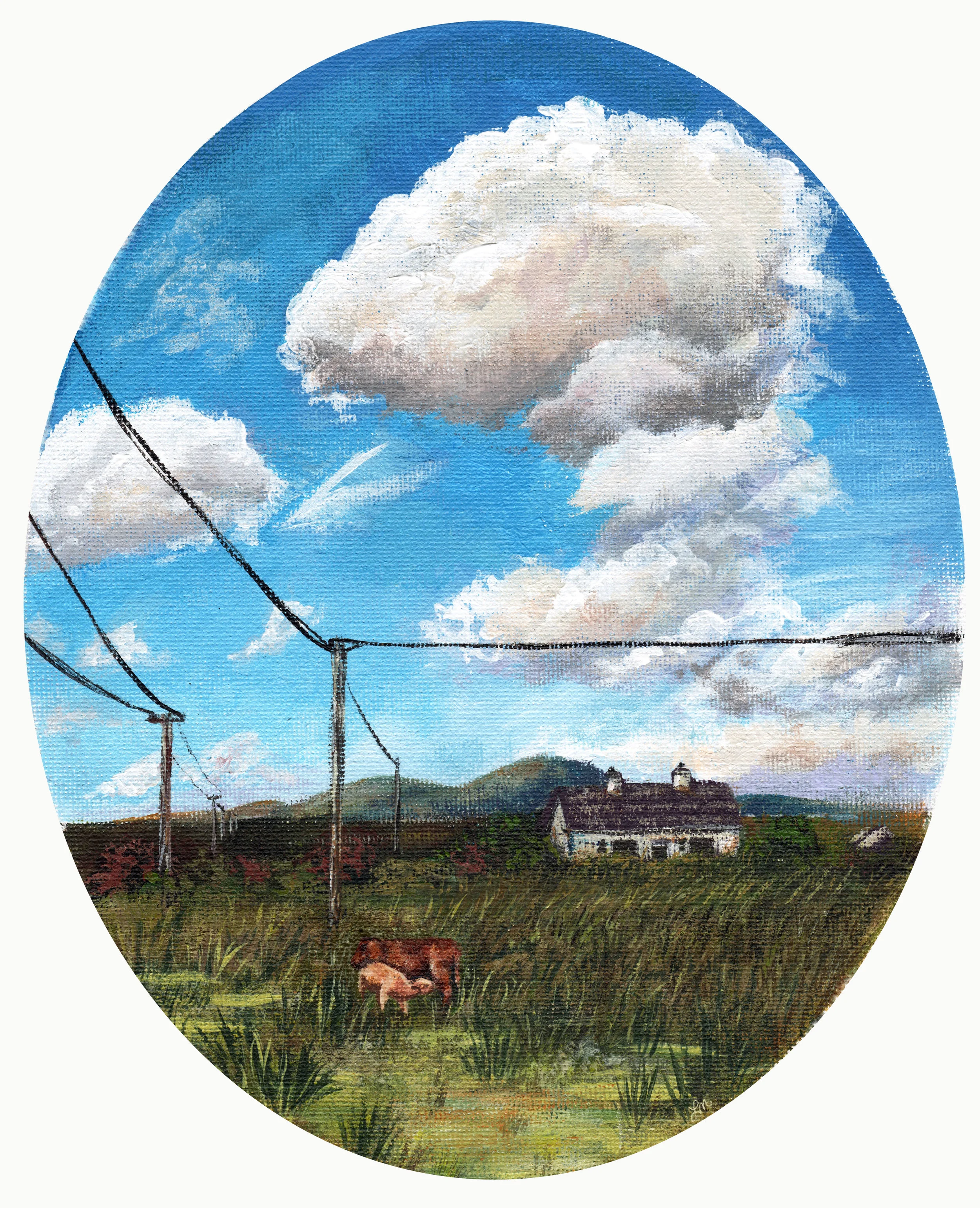 Cow in a Field