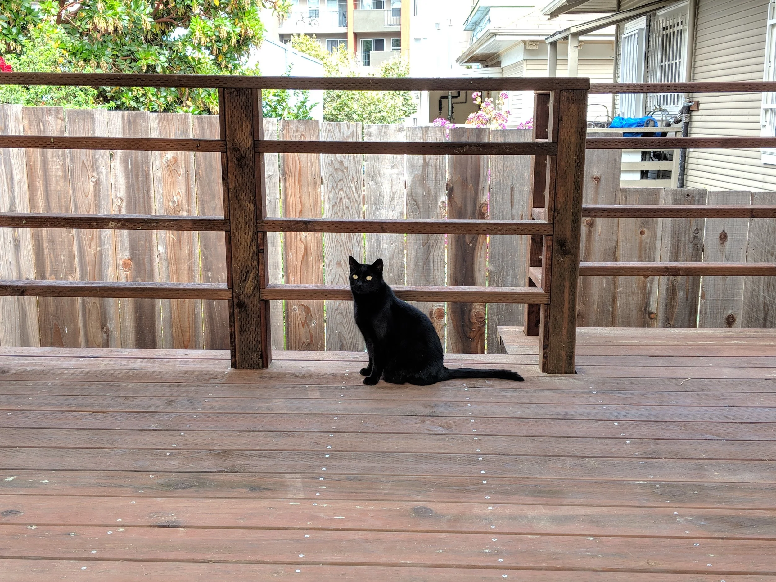  Cat approved! 
