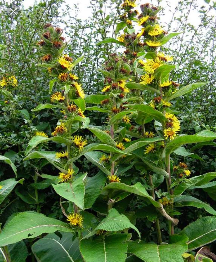 Elecampane (Inula helenium)