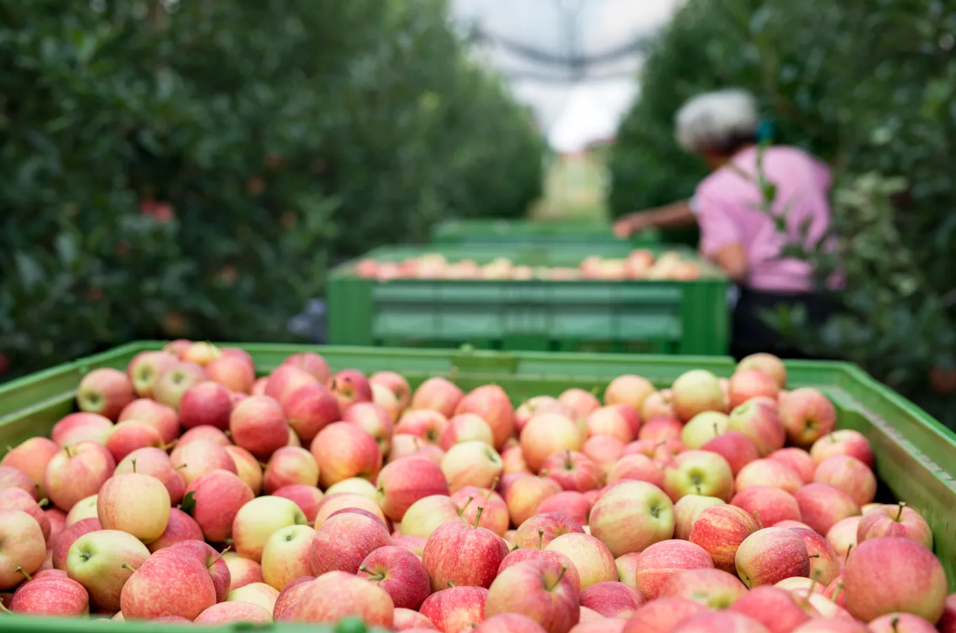 ProducePay raises $38M to tackle produce supply chain waste