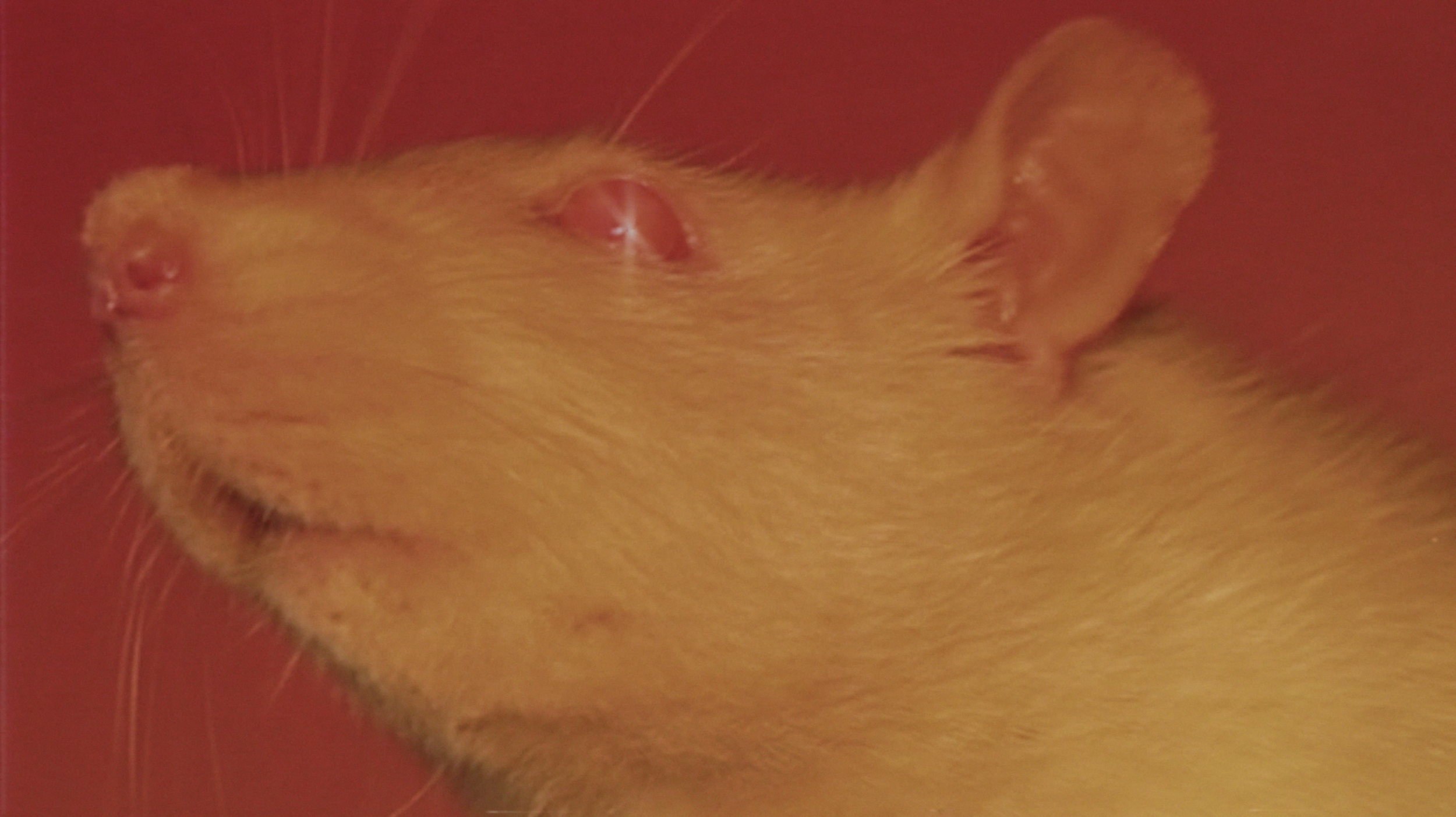 Screen Shot 2019-07-09 at 12.37.13 AM.png