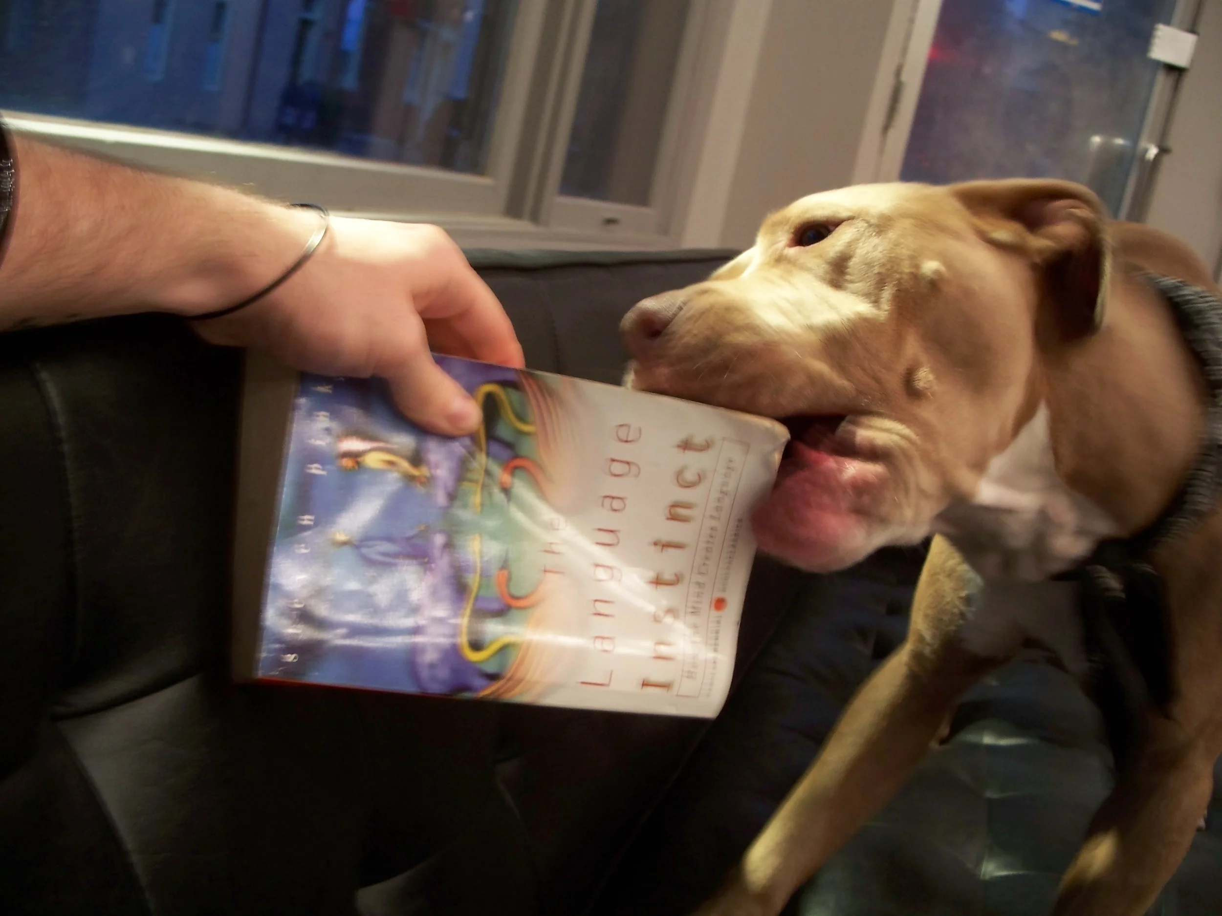 Shaun's Meandering Thoughts: Everyone's a Critic and So Can You