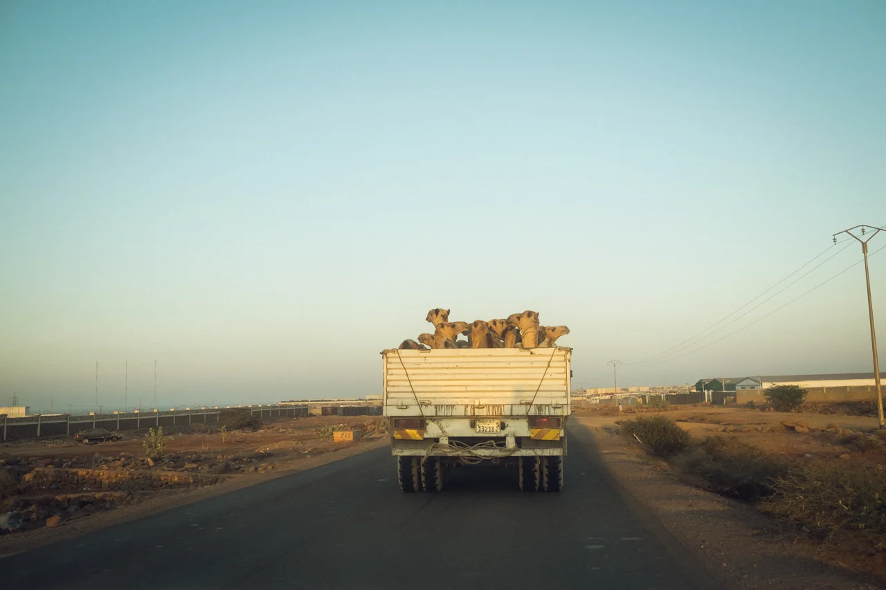 Camel shipment