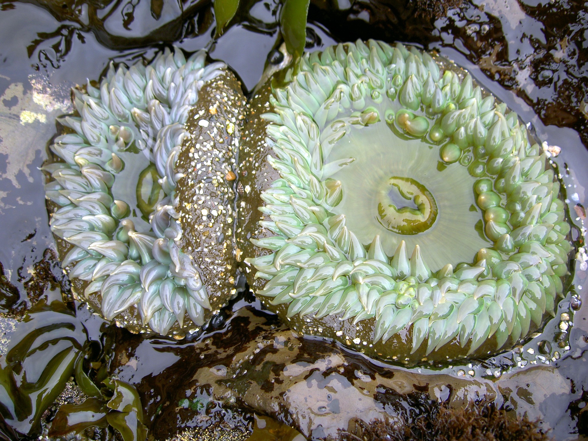 Giant green anemone, Moss Beach.