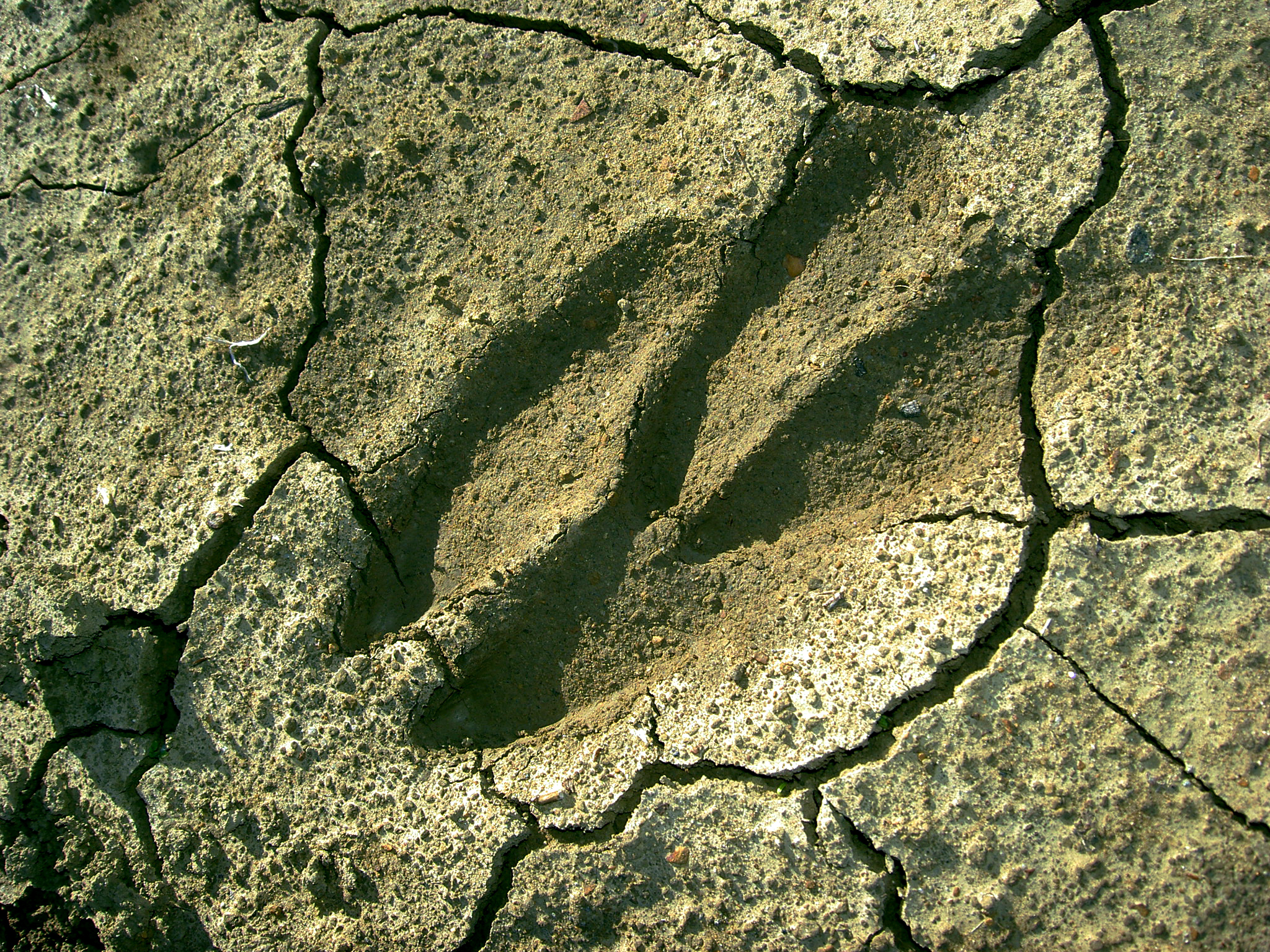 Deer track, Los Vaqueros Watershed.