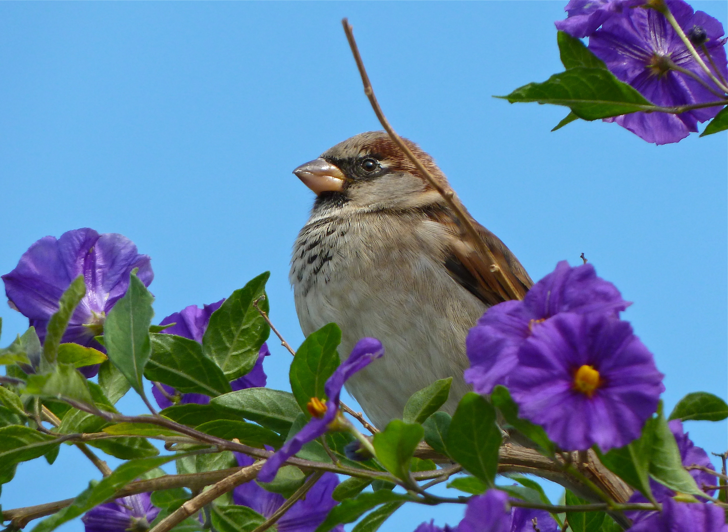 A sparrow perches on nightshade along the Embarcadero, San Francisco.